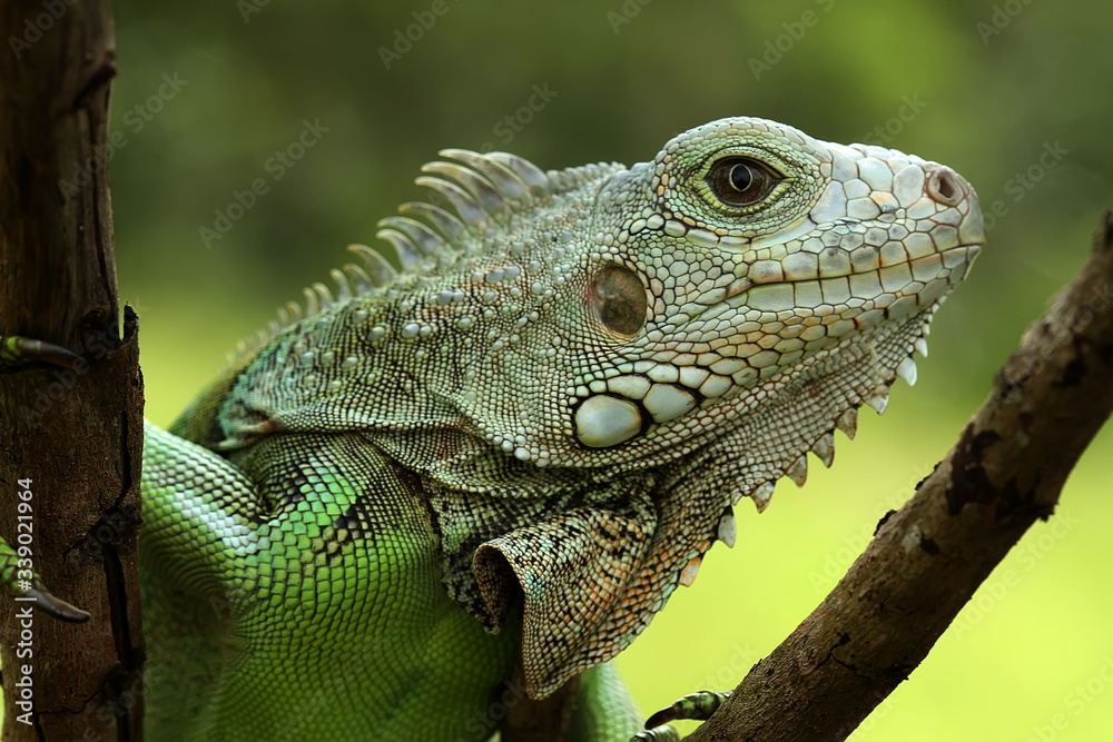 iguana 