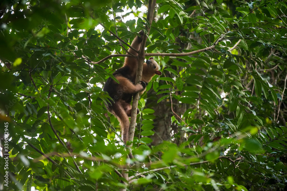 Obraz premium Południowa tamandua sfotografowana w Linhares, na północ od Espirito Santo. Południowo-wschodnia Brazylia. Biom Lasu Atlantyckiego. Zdjęcie wykonane w 2018 roku.