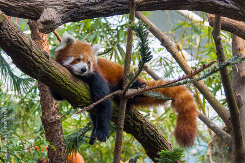 a red panda is lying on the trunk. 
It is a mammal native to the eastern Himalayas and southwestern China
The red panda has reddish-brown fur, a long, shaggy tail, and a waddling gait 