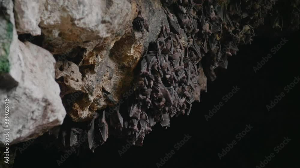 Great shot of a group of fruit bats hanging upside inside a rocky cave. The flying foxes sleep in the cave during the daytime