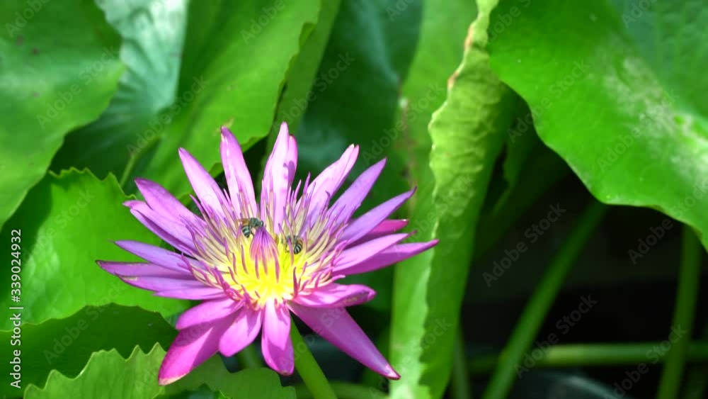 Bees swarming pollen on the purple lotus flower
Bees swarming pollen on the purple lotus flower