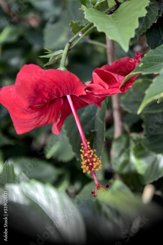 red hibiscus flower