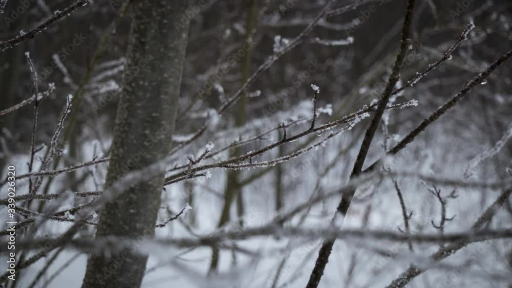 Cold Winter Snowy Forest Dolly Shot Cold Winter Snowy Forest Dolly Shot
