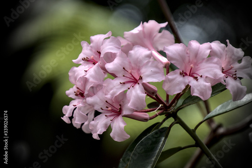 Pink Flowers