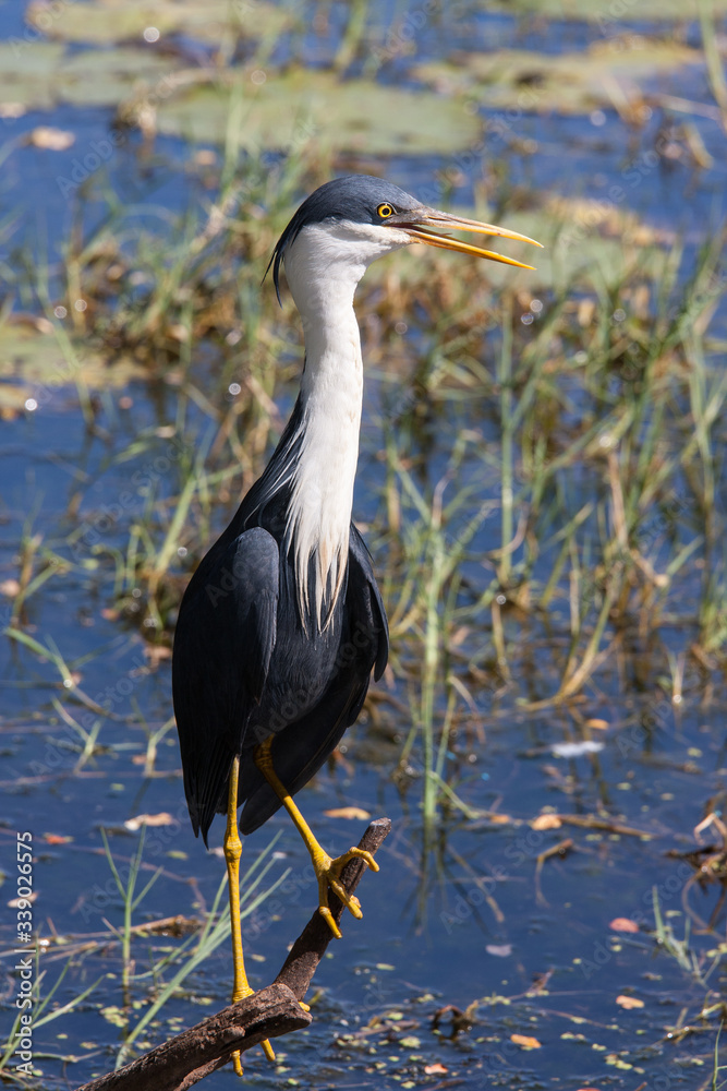 Fototapeta premium Pied Heron perched on tree branch