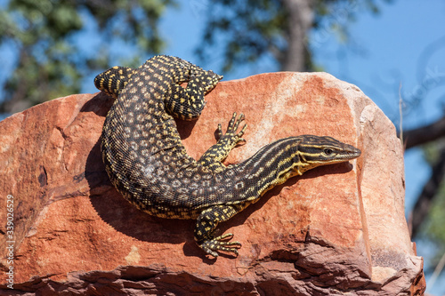 Ridge or Spiny-tailed Monitor on rock face