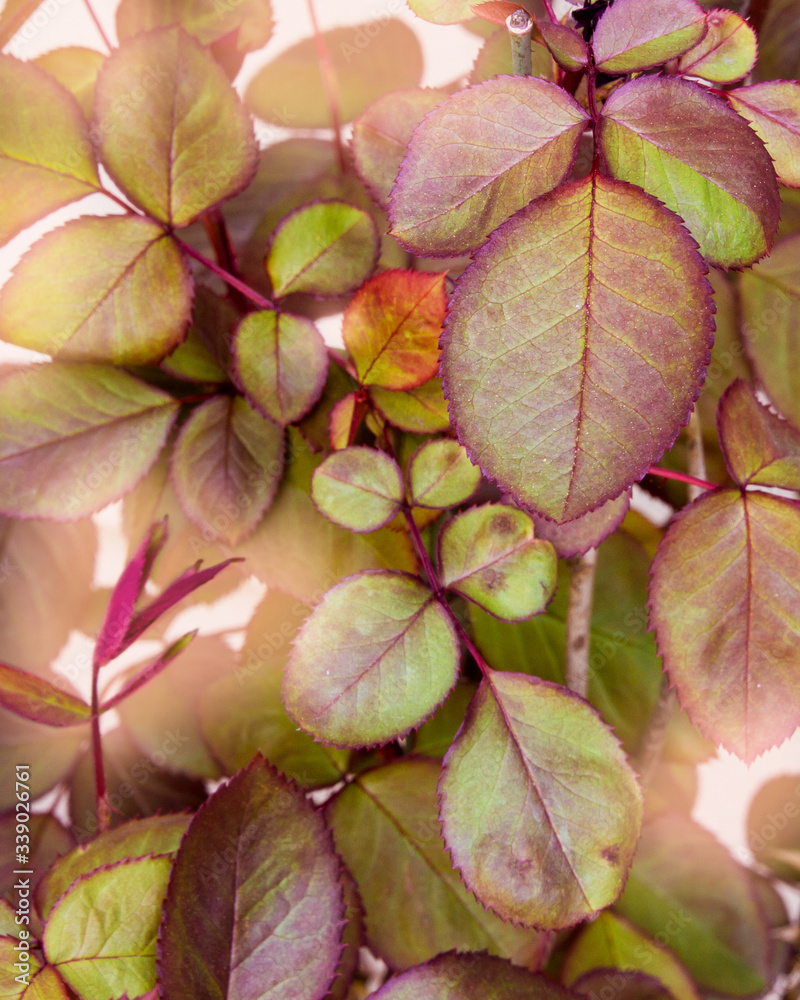 Beautiful leaves of a rose bush clustered together with sunlight
