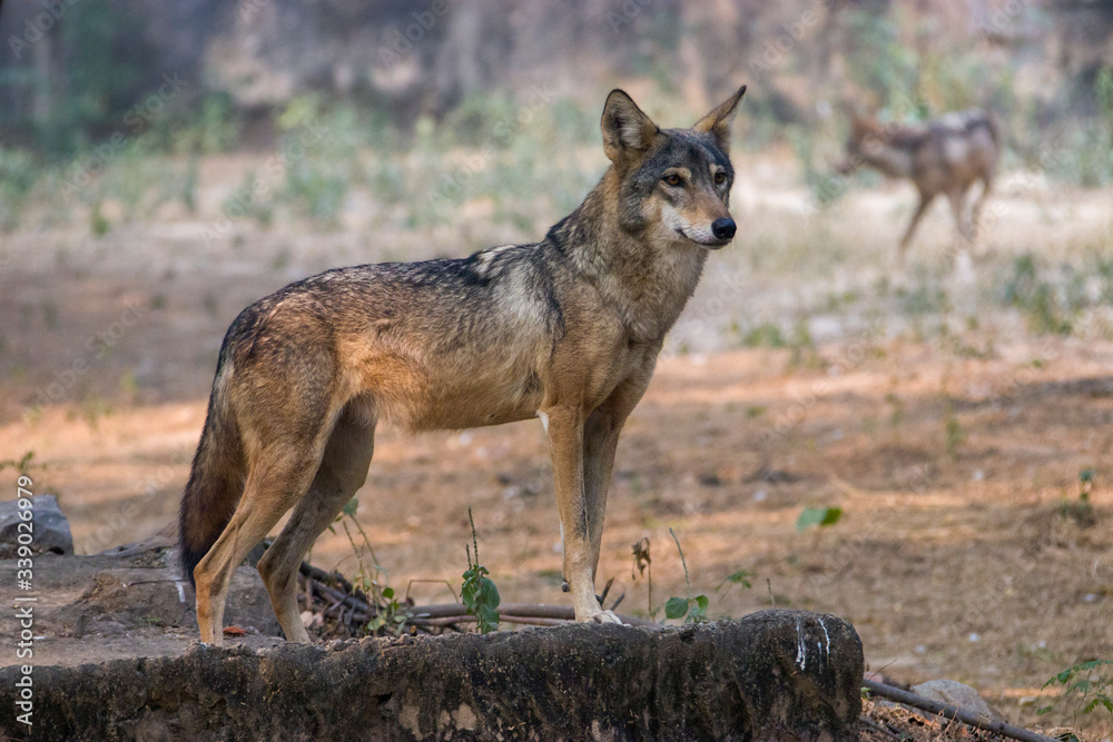 an indian wolf (Canis lupus pallipes)stands on the rock, which is is a subspecies of grey wolf that ranges from Southwest Asia to the Indian Subcontinent.