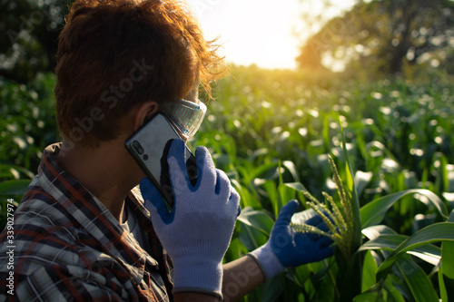 Gardeners check the corn plant in organic farm.