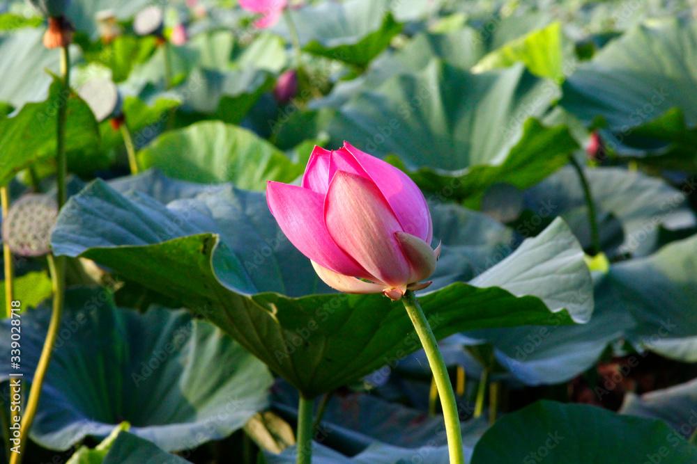 Lotus 1 Lotus 1