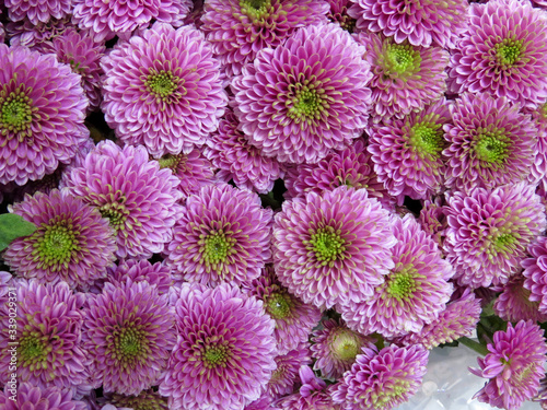 Pink chrysanthemums with green centers