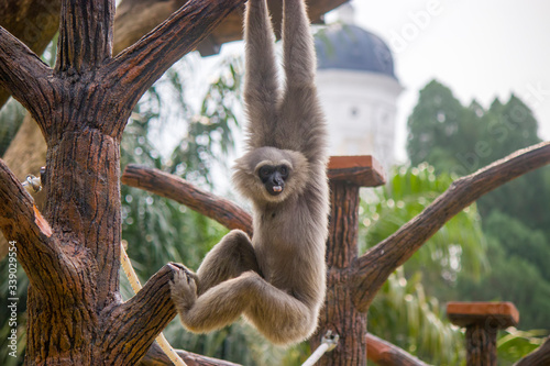 a Silvery gibbon hands on the tree.
It is a primate in the gibbon family Hylobatidae. It is endemic to the Indonesian island of Java, where it inhabits undisturbed rainforests. photo