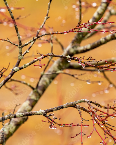 Drops of rain form on bare branches of a Japanese Maple tree or Acer palmatum, with orange and red color