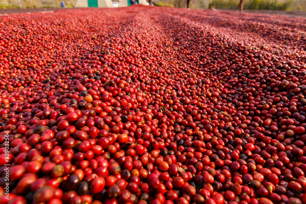 Fototapeta premium Coffee beans drying in the sun. Coffee plantations at coffee farm