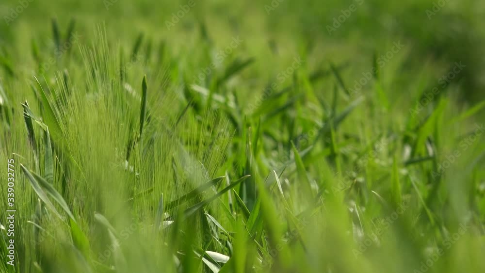 Wheat field crop in England close up UK 4K Wheat field crop in England close up UK 4K