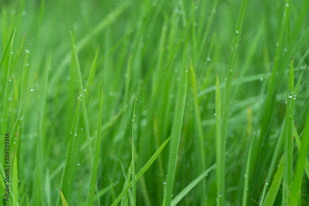 green nature grass with dew summer background
