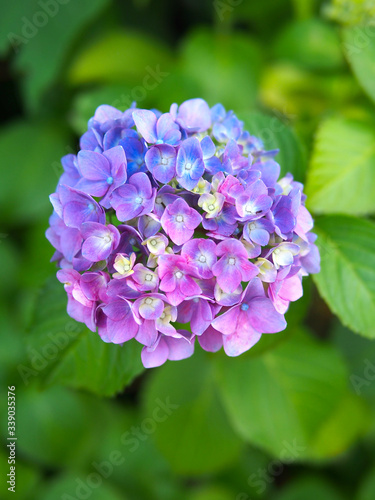 日本の東京都王子の飛鳥山で咲く 紫陽花の紫と青のカラフルな花