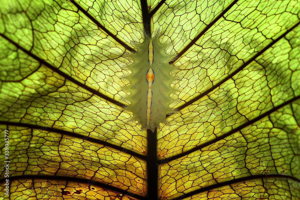 Obraz premium Caterpillar dan Leaf