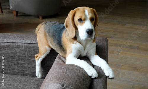 beagle dog sitting on a chair