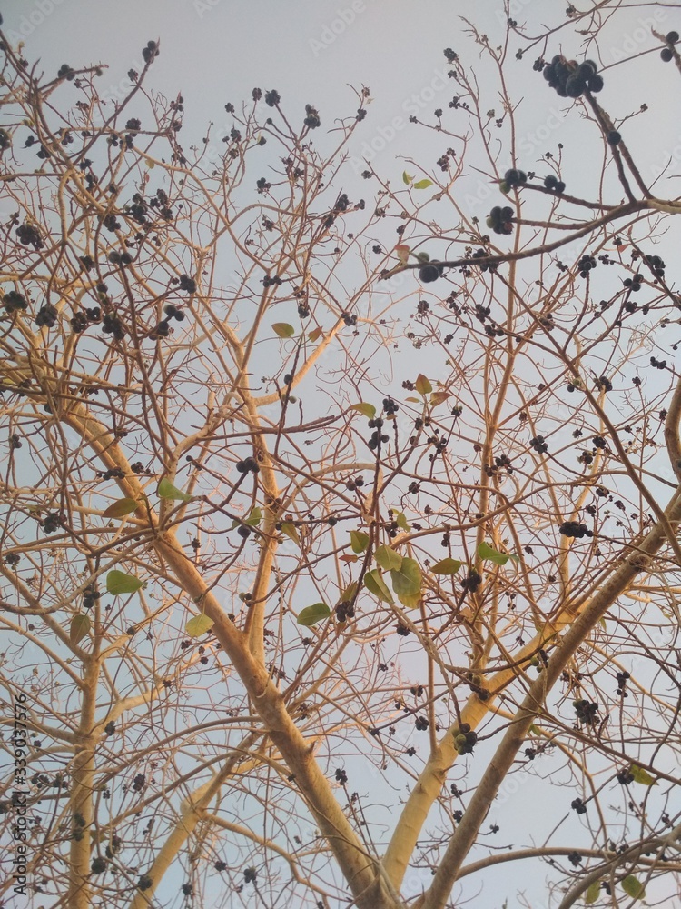 Fototapeta premium tree, winter, nature, sky, branch, snow, white, blue, cold, branches, ice, spring, season, frost, forest, flower, wood, plant, frozen, blossom, cherry, landscape, day, birch, natural