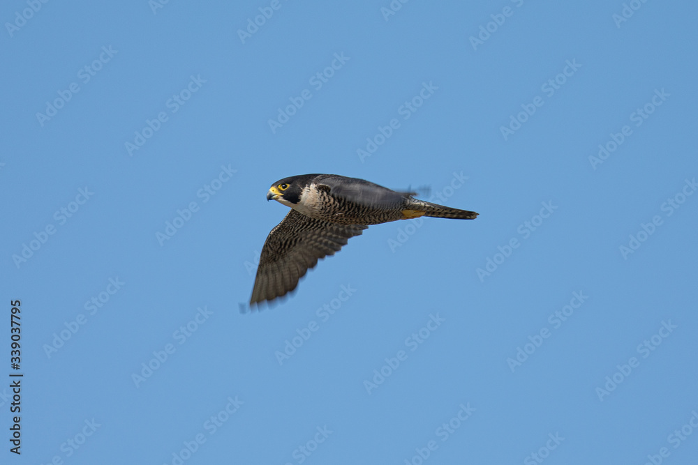 Close view of a Peregrine Falcon flying, seen in the wild near the San Francisco Bay Close view of a Peregrine Falcon flying, seen in the wild near the San Francisco Bay