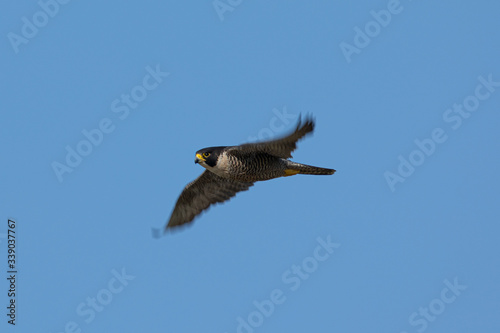 Close view of a Peregrine Falcon flying  seen in the wild near the San Francisco Bay