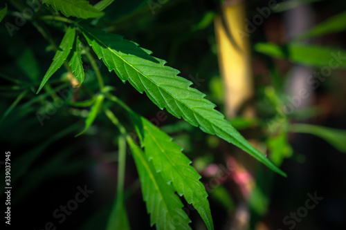 Marijuana leaves, Medical cannabis on dark background. Closeup and selective focus.