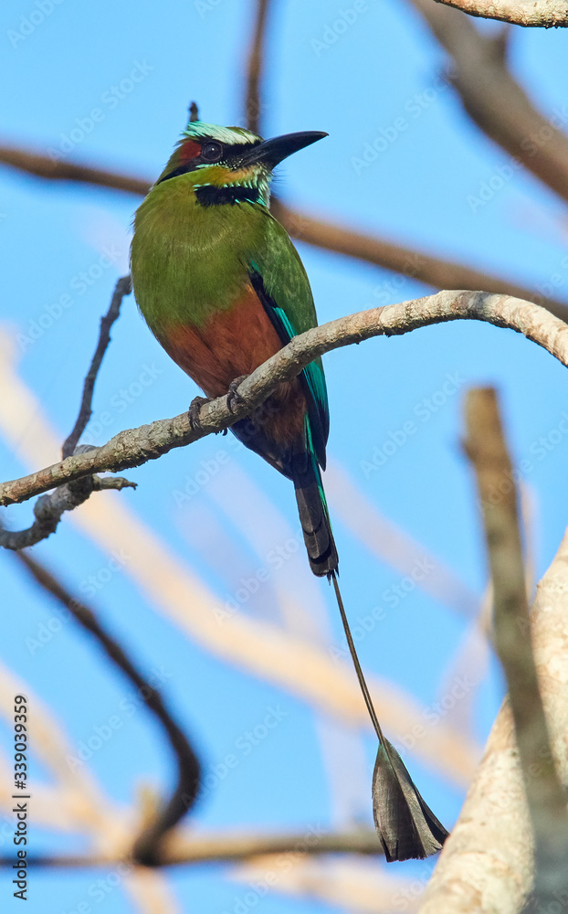 Obraz premium Turquoise-browed Motmot in Costa Rica
