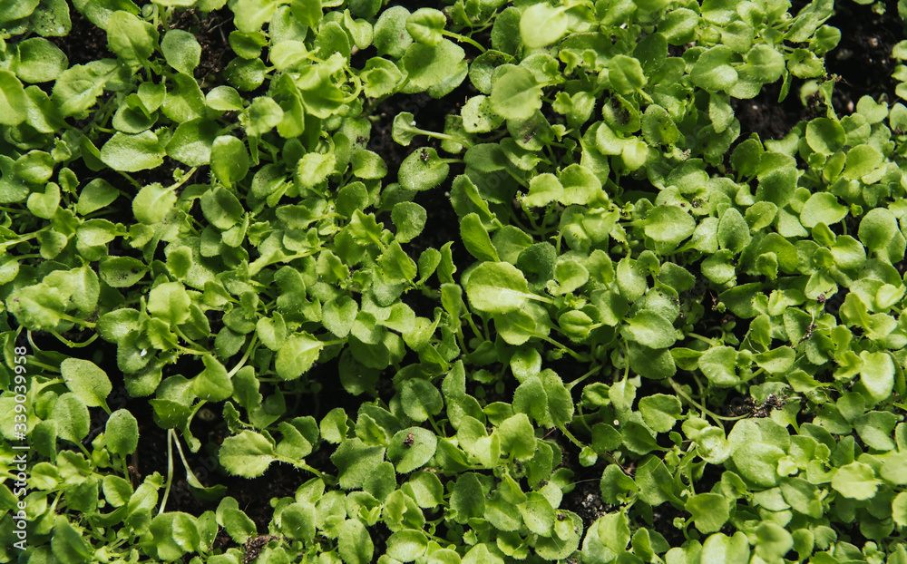 Flower seedlings. Thick shoots of lobelia. Lobelia seedlings. Flower seedlings. Thick shoots of lobelia. Lobelia seedlings.