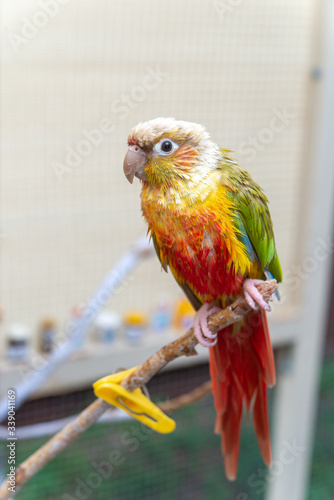 びしょ濡れのウロコインコ
