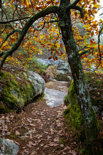 Autumn forest