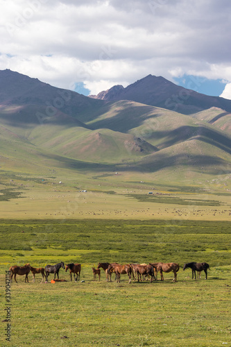 herd of horses