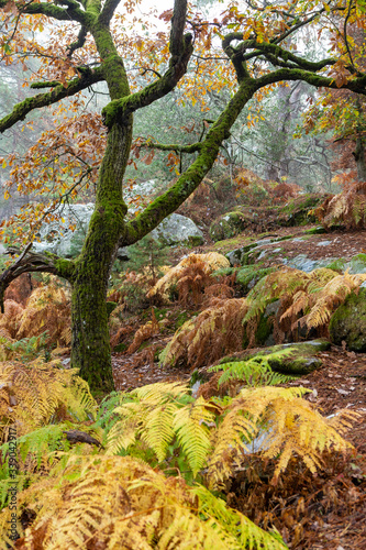 Autumn forest