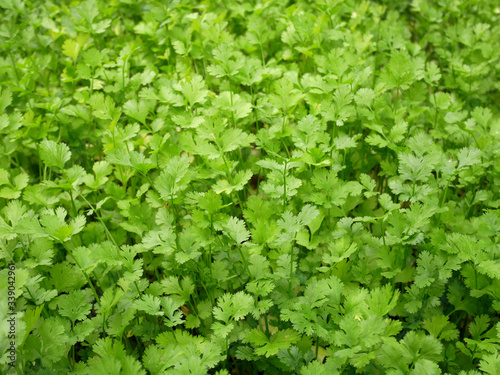 organic parsley farm, background of green leaves