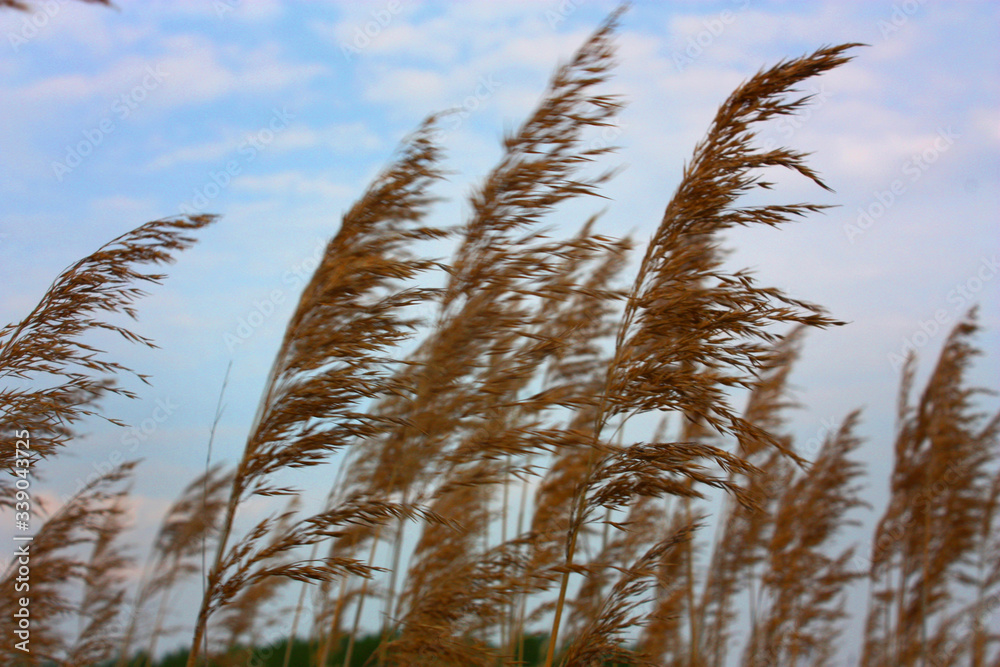 Obraz premium reed 1