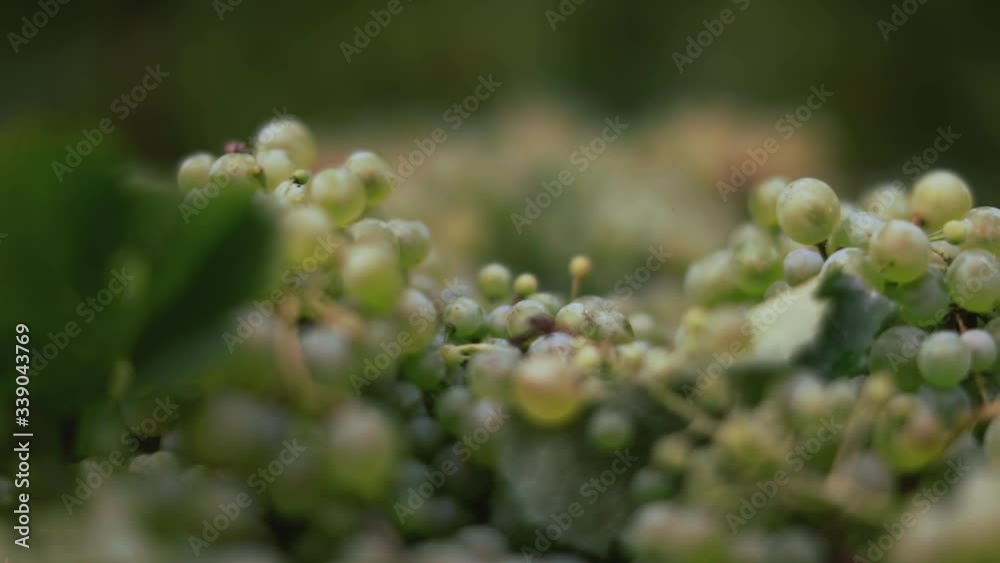 Tracking macro shot of Italian white grapes, freshly picked Tracking macro shot of Italian white grapes, freshly picked