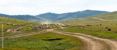 herd of goats and cows