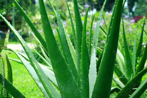 Aloe vera plant or lidah buaya in the garden. 