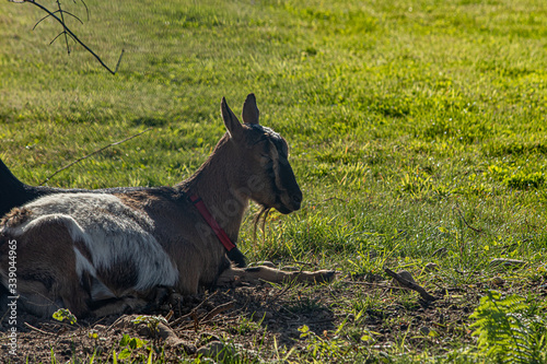 goat laying and resting out in the sun
