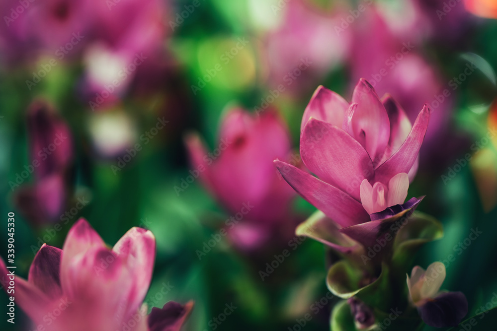 Pretty ornamental ginger pink flowers growing in field.