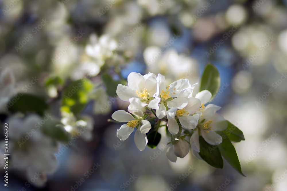 Fototapeta premium branches of a flowering Apple tree