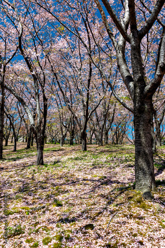 Cherry blossoms at petal falling stage in Japan at the middle of April