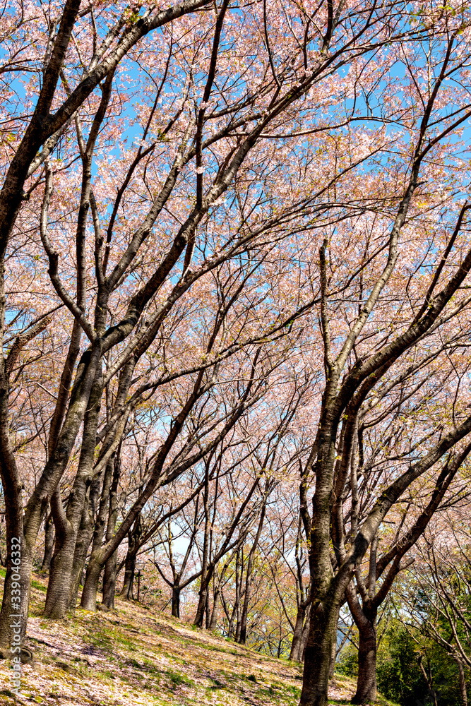 Cherry blossoms at petal falling stage in Japan at the middle of April