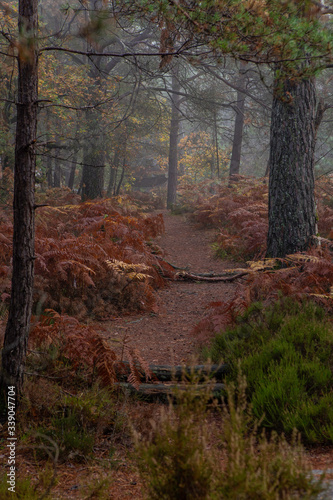 Autumn forest