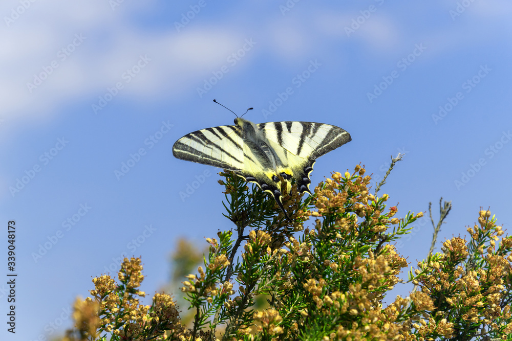 Schmetterling
