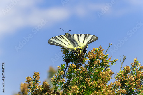 Obraz na płótnie Schmetterling w salonie