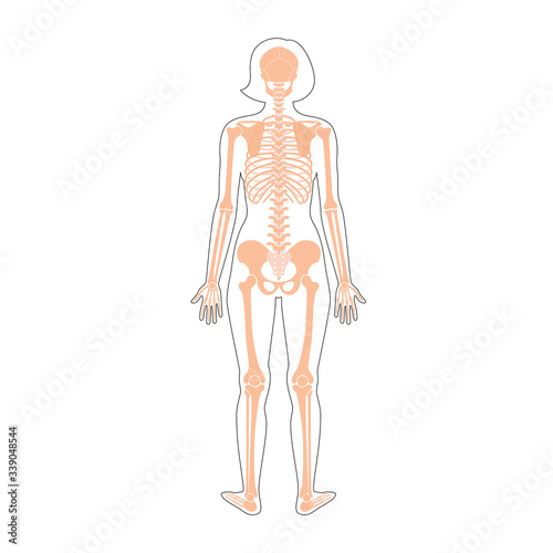Woman skeleton anatomy