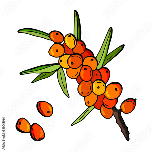 Sea buckthorn. Berries on a branch, leaves, bud, flower.  Stock Illustration. White background, isolate. Cartoon style illustration.	