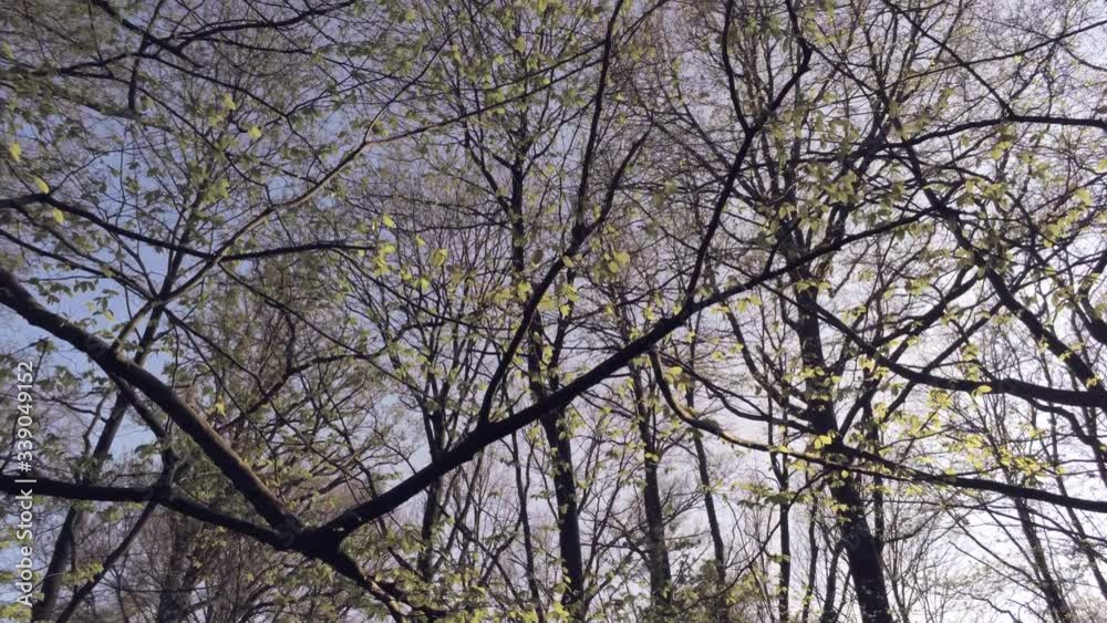 Slow gaze up, dense tangled forest canopy, cool spring morning, aerial tilt up Slow gaze up, dense tangled forest canopy, cool spring morning, aerial tilt up