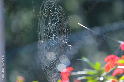 SPIDER WEB